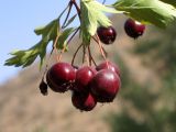 Crataegus songarica. Верхушка побега с соплодием. Узбекистан, хр. Нуратау, Нуратинский заповедник, ур. Хаятсай, около 1300 м н.у.м., долина горной речки. 05.09.2006.
