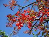 Brachychiton acerifolius. Ветви цветущего растения. Австралия, г. Брисбен, парк Университета Квинсленда. 15.09.2015.