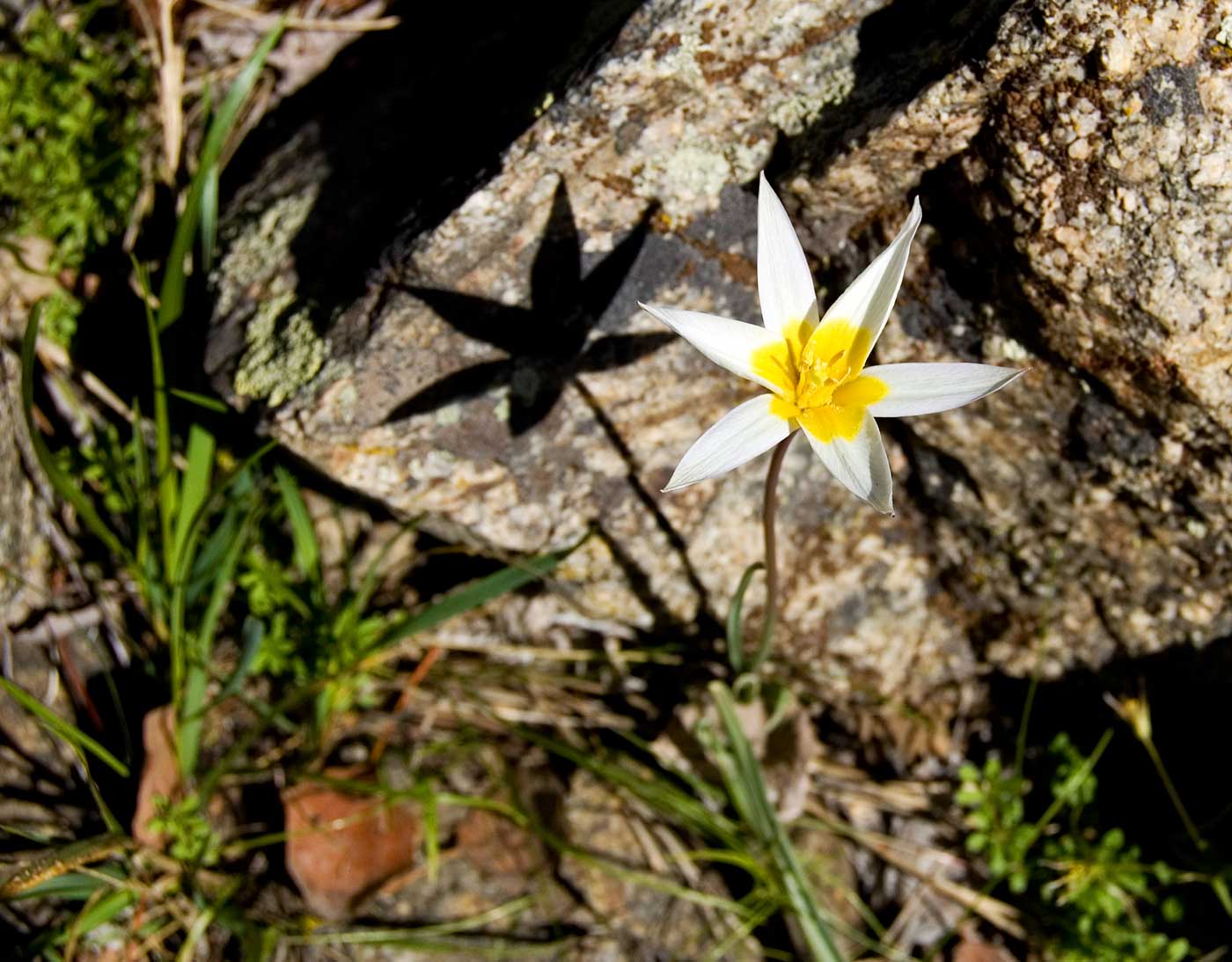 Изображение особи Tulipa patens.