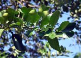 Citrus maxima. Верхушка ветви. Андаманские острова, окр. г. Порт-Блэр. 05.01.2015.