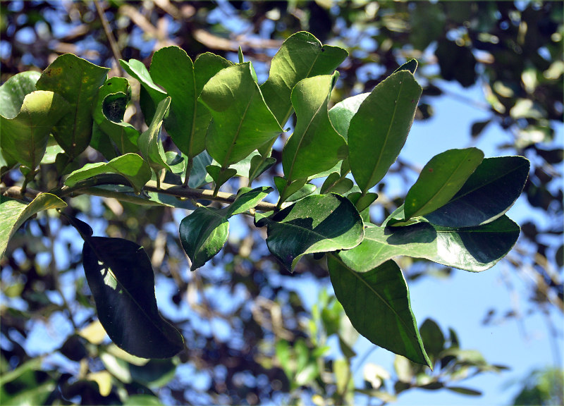 Image of Citrus maxima specimen.