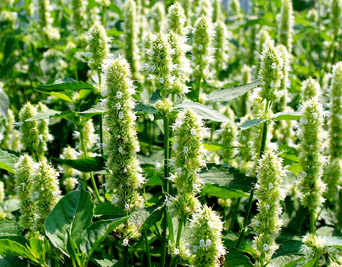 Image of Agastache rugosa specimen.