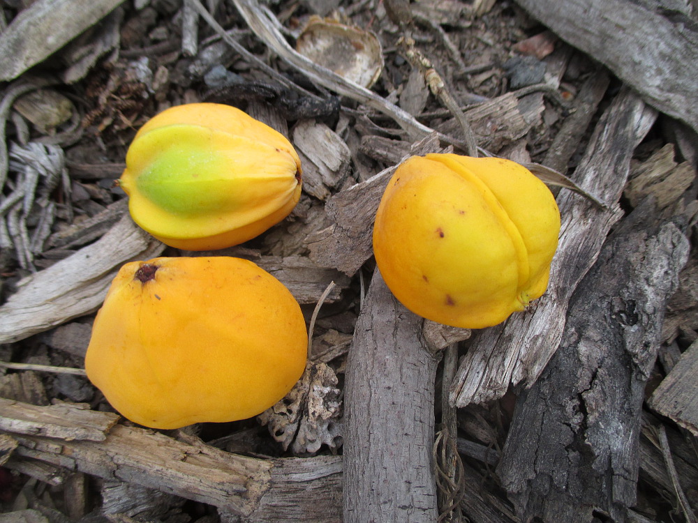 Image of Jatropha multifida specimen.