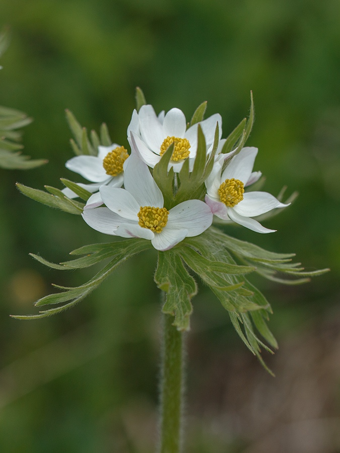 Image of Anemonastrum fasciculatum specimen.