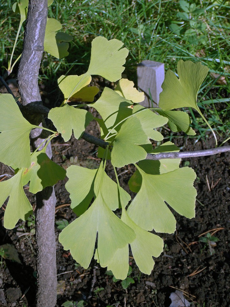 Image of Ginkgo biloba specimen.