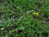 Diplotaxis muralis