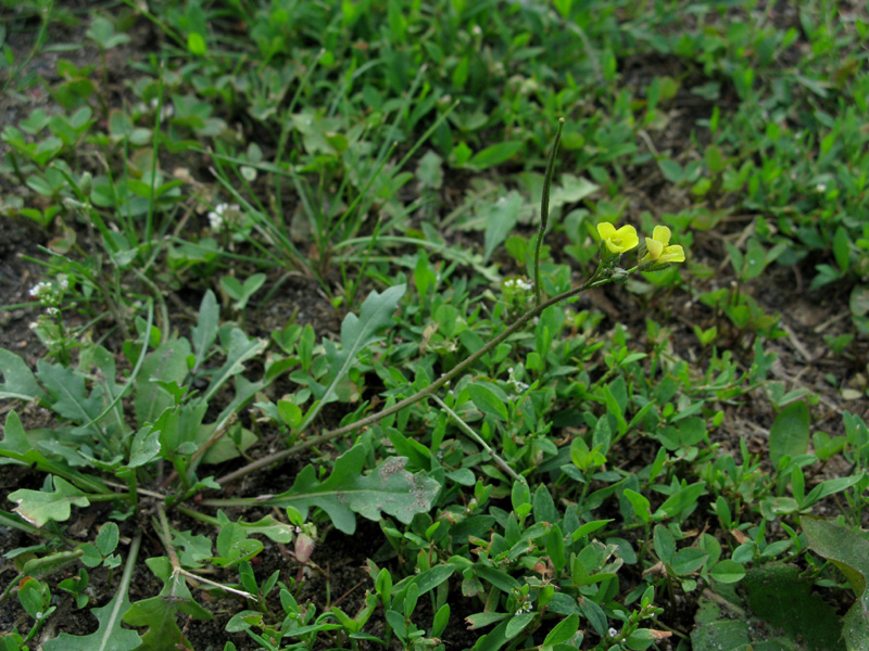 Image of Diplotaxis muralis specimen.
