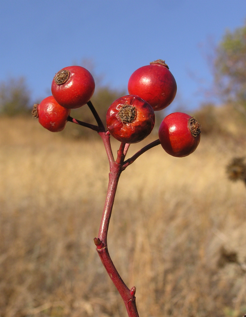 Image of genus Rosa specimen.