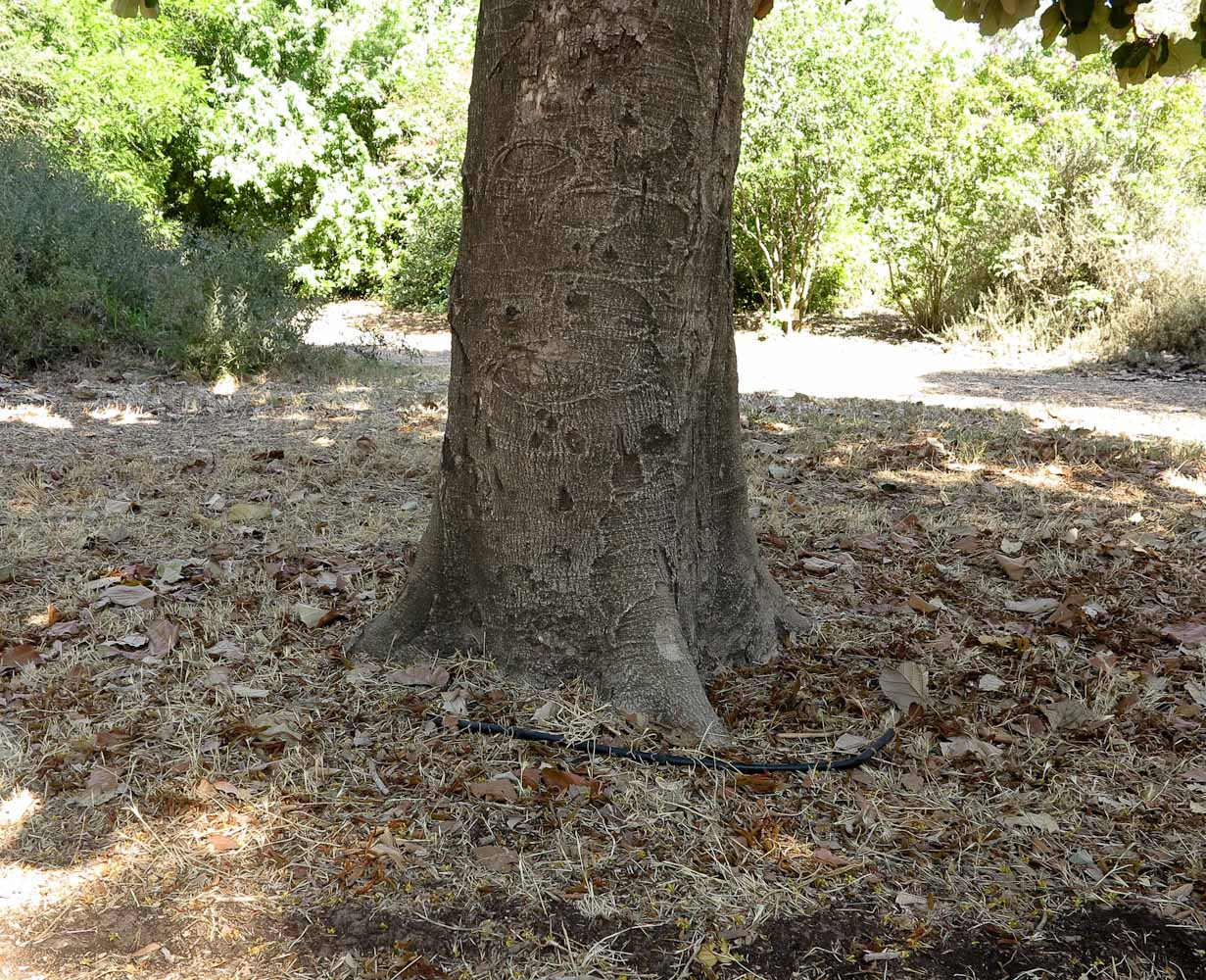 Image of Pterospermum acerifolium specimen.