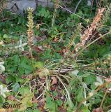 Acanthus mollis