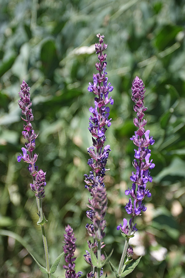 Image of Salvia deserta specimen.