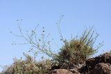 Seseli marginatum. Цветущее растение. Южный Казахстан, горы Алатау (Даубаба), Западное ущелье. 30.07.2014.