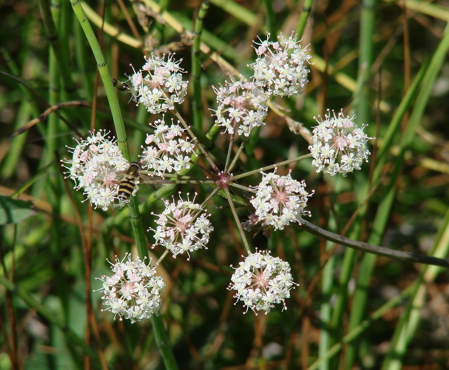 Image of Cicuta virosa specimen.