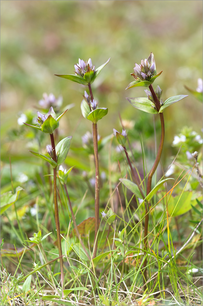 Изображение особи Gentianella lingulata.