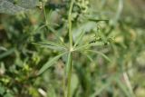 Galium aparine. Часть побега с соплодием. Южный Казахстан, левый берег Сыр-Дарьи в 10 км выше Сюткента. 29.04.2015.