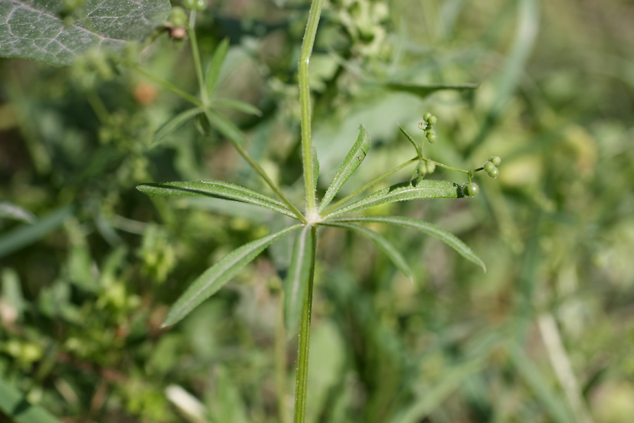 Image of Galium aparine specimen.