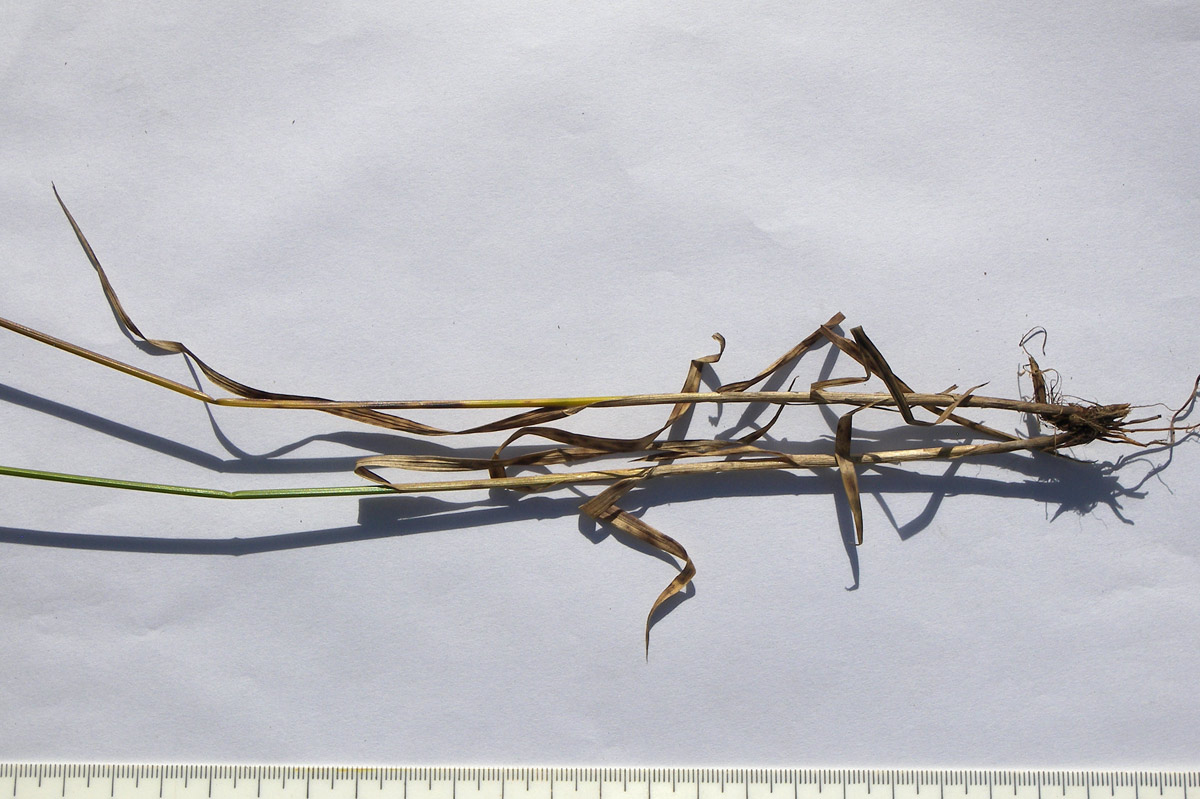 Image of Carex leporina specimen.