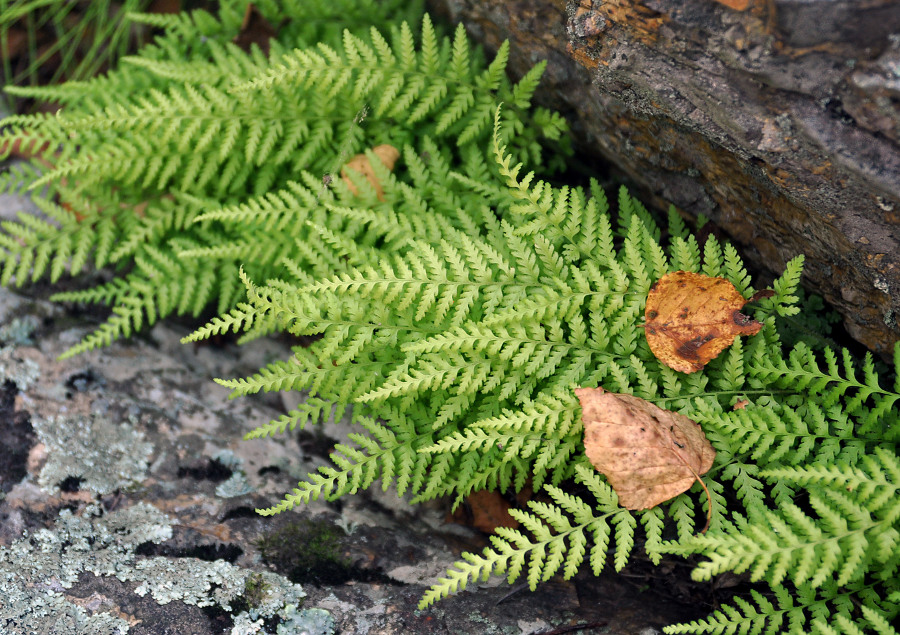 Изображение особи Dennstaedtia hirsuta.