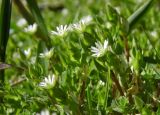 Stellaria neglecta