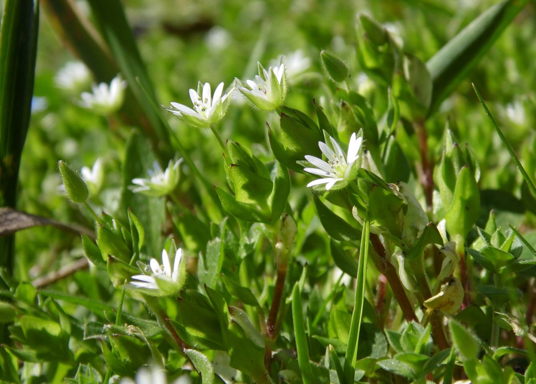 Изображение особи Stellaria neglecta.