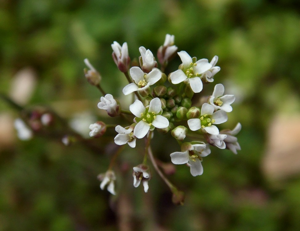 Изображение особи Capsella bursa-pastoris.