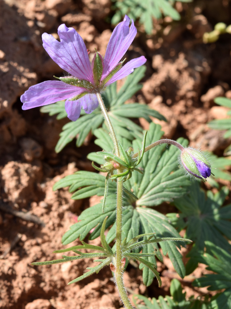 Image of Geranium transversale specimen.