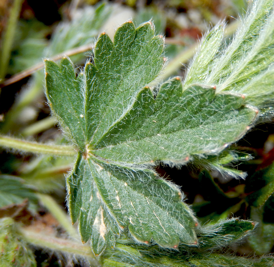 Image of Potentilla taurica specimen.