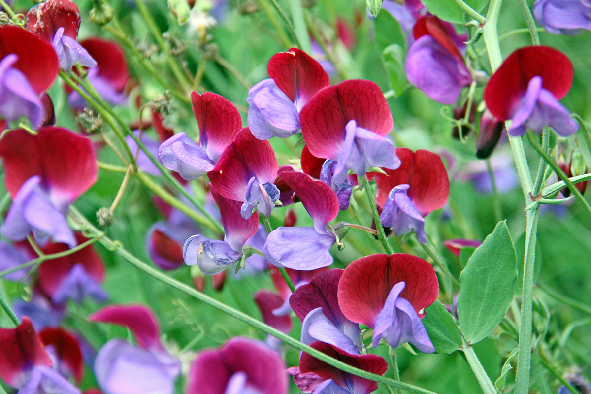 Image of Lathyrus odoratus specimen.