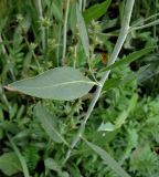 Lepidium latifolium. Лист. Московская обл., г. Павловский Посад, пристанционный пустырь. 11.07.2015.