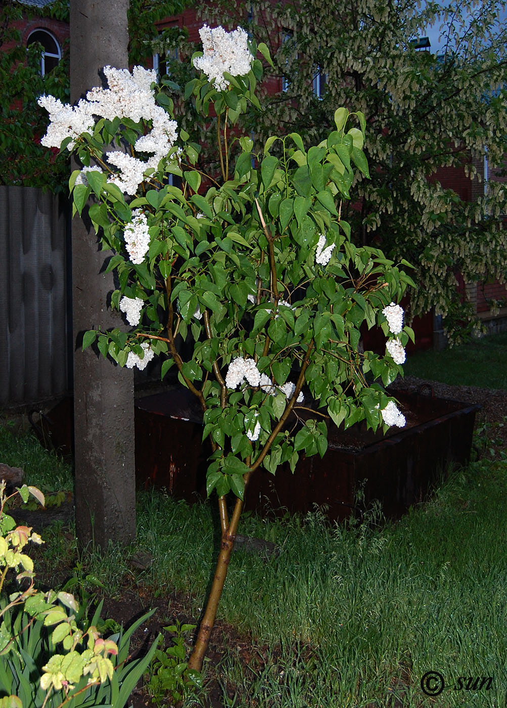 Image of Syringa vulgaris specimen.