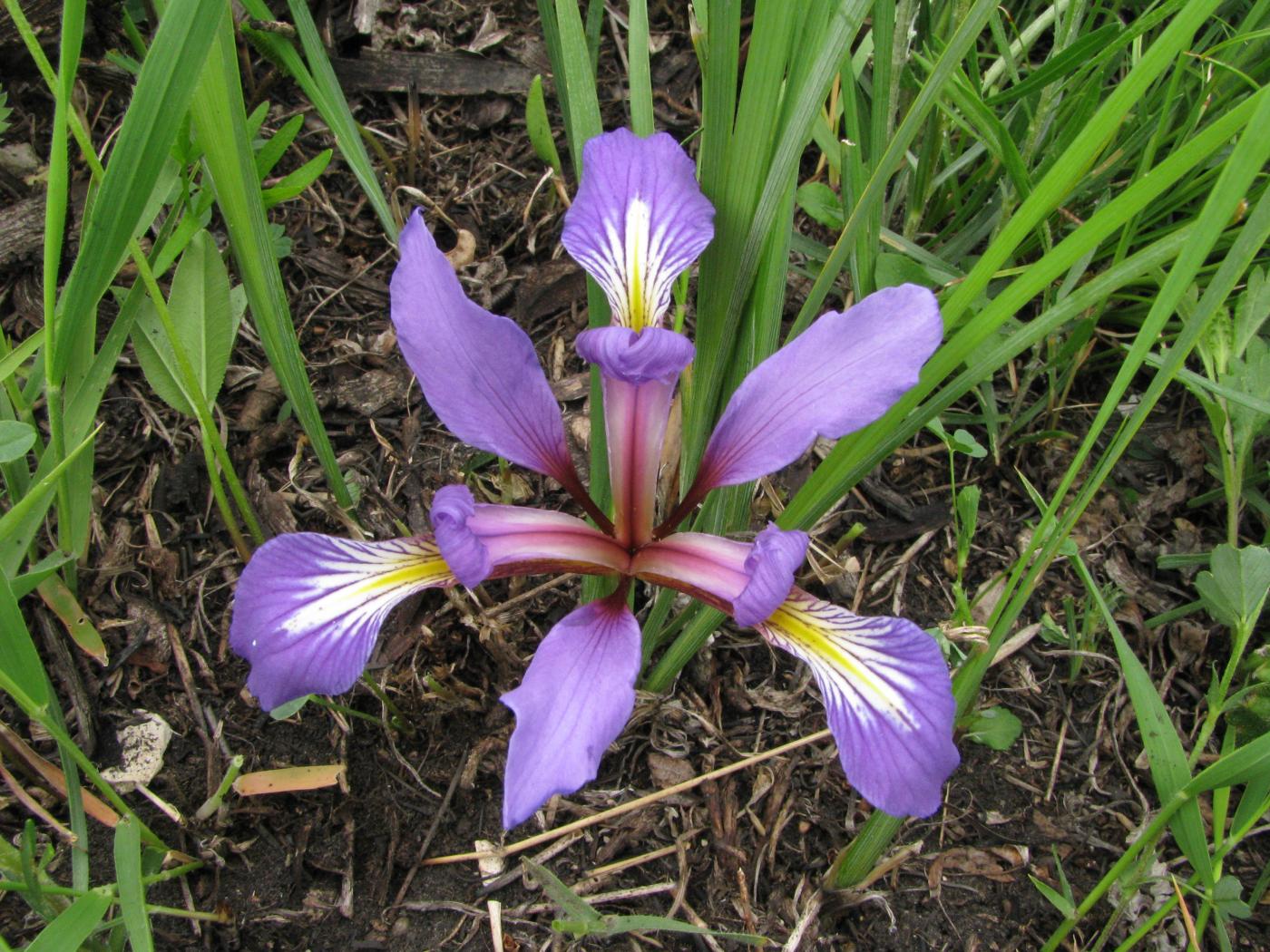 Изображение особи Iris pontica.