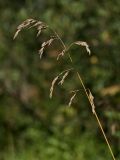 Festuca arundinacea. Соплодие. Ленинградская обл., окр. ст. Бронка, обочина шоссе. 08.08.2009.