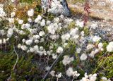 Antennaria dioica