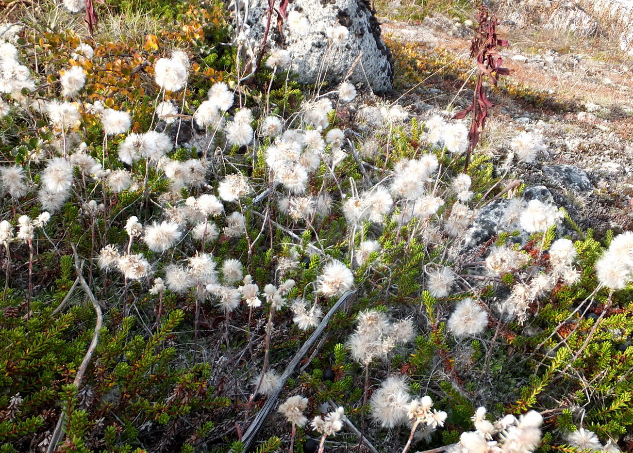 Изображение особи Antennaria dioica.