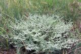 Herniaria разновидность angustifolia