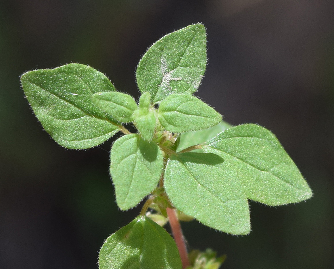 Изображение особи Parietaria chersonensis.