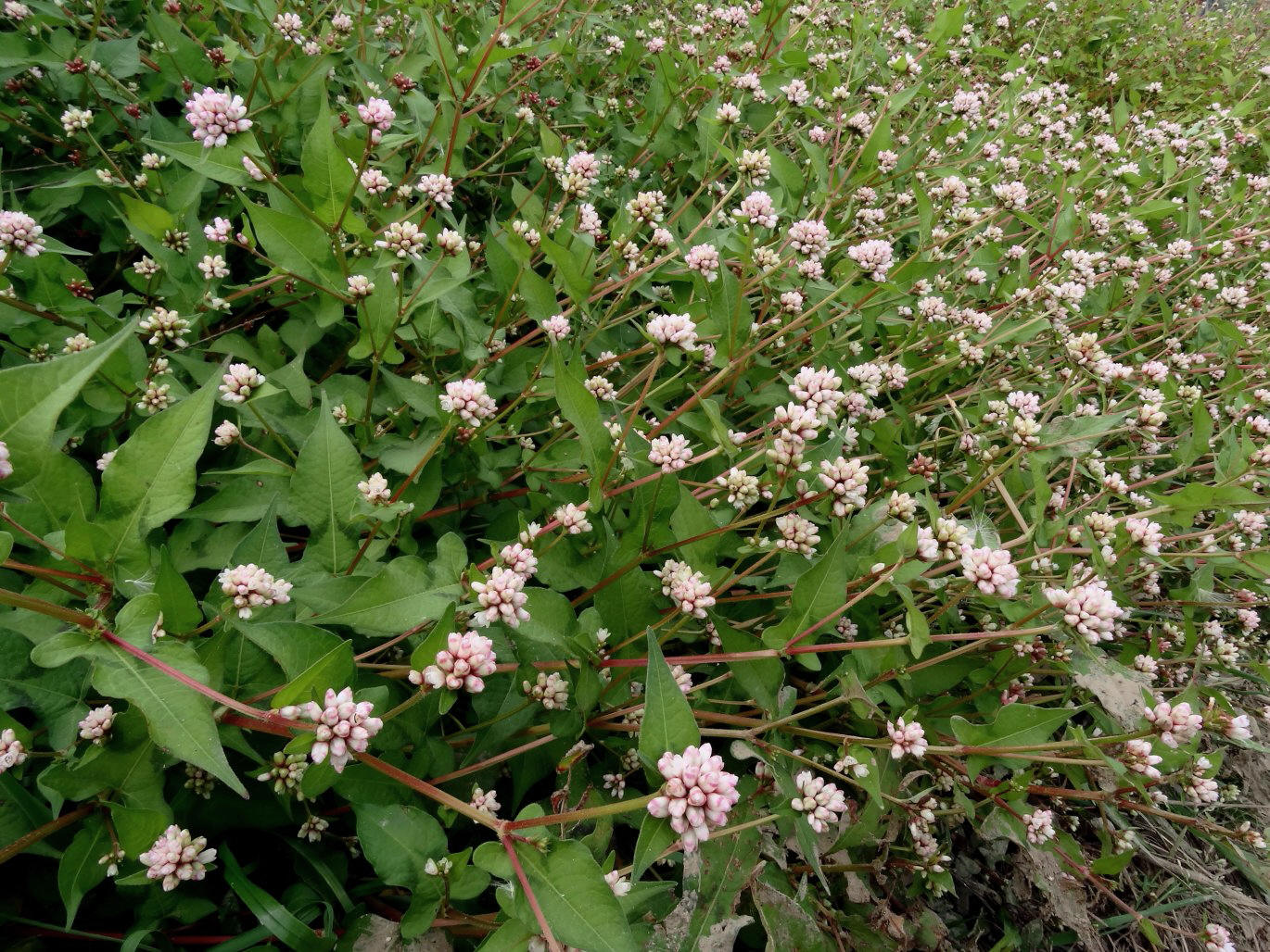 Image of Truellum sagittatum specimen.