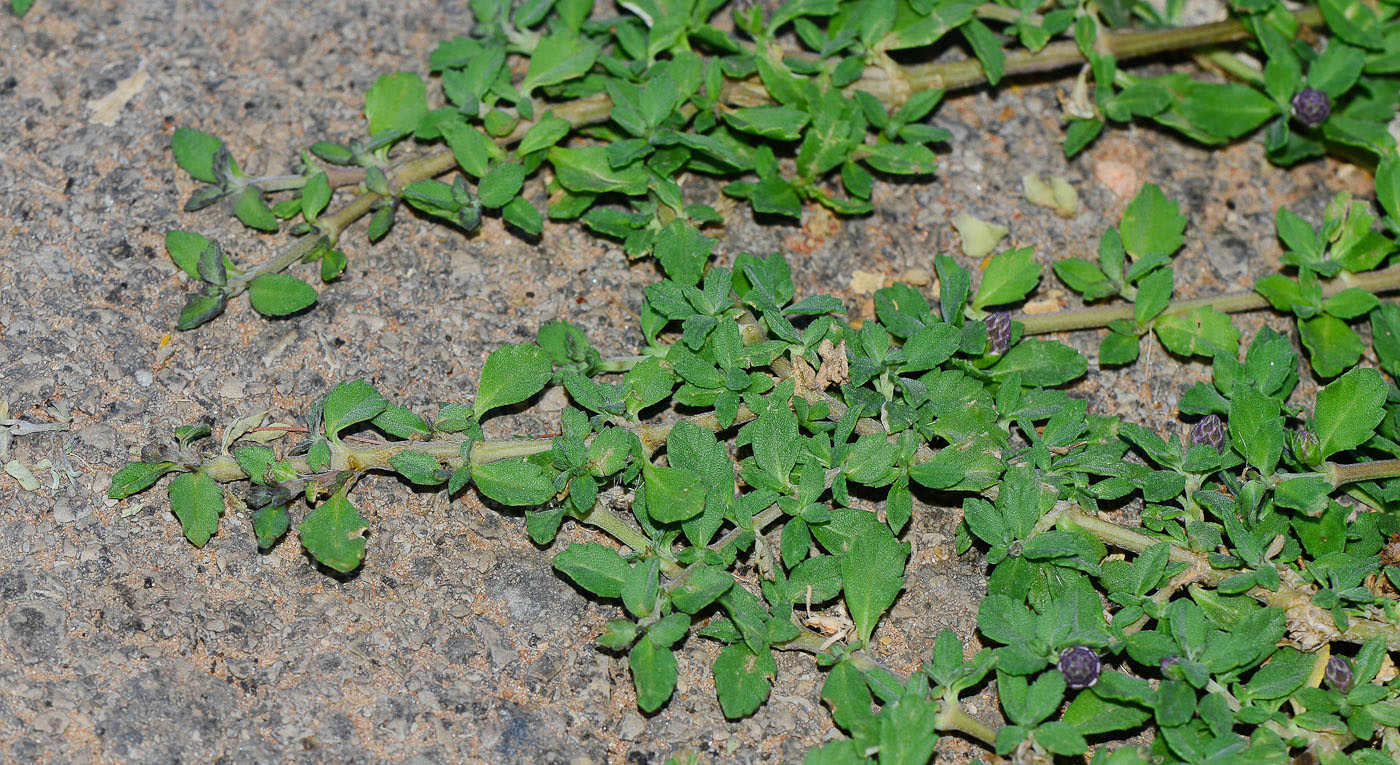Image of Lippia nodiflora specimen.