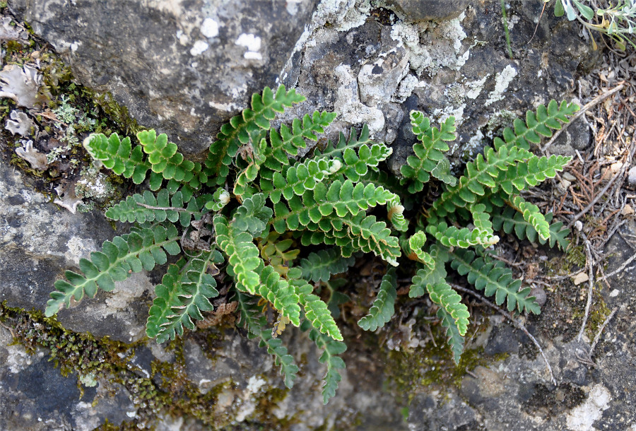 Image of Ceterach officinarum specimen.