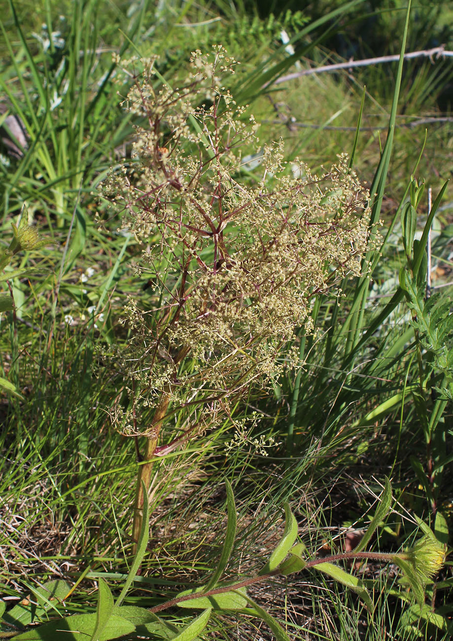 Image of Trinia multicaulis specimen.