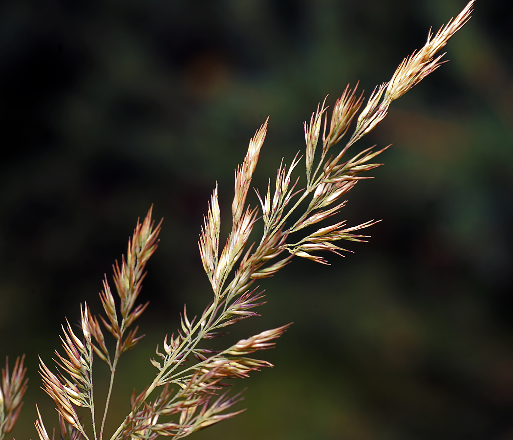 Image of Calamagrostis epigeios specimen.