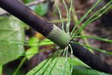 Equisetum telmateia