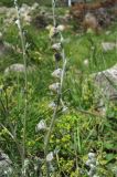 Artemisia splendens. Верхушка побега с соцветиями. Кабардино-Балкария, Эльбрусский р-н, долина р. Ирик. 13.07.2016.