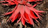 Erythrina abyssinica