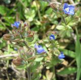 Veronica triphyllos