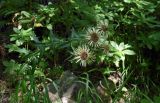 Carlina biebersteinii