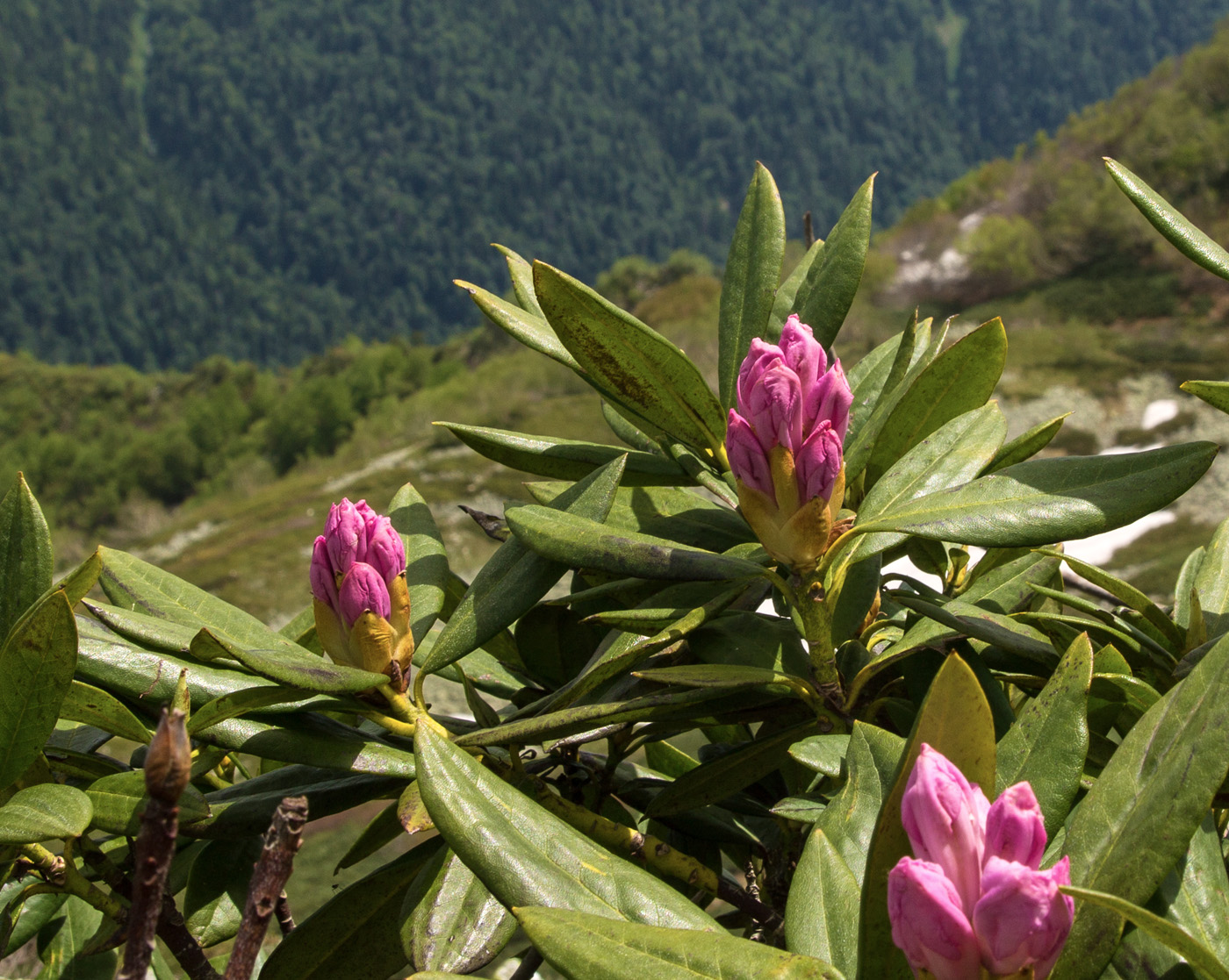 Image of Rhododendron &times; sochadzeae specimen.