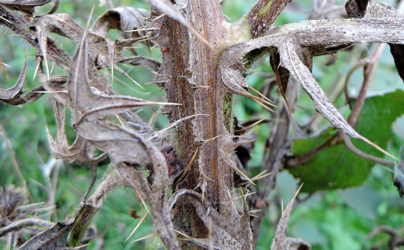 Image of Cirsium vulgare specimen.