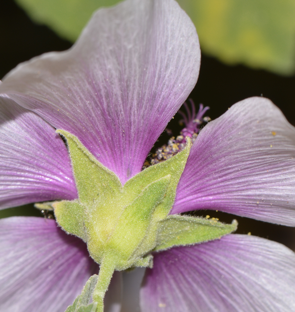 Image of Malva subovata specimen.