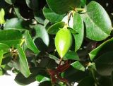 Carissa macrocarpa